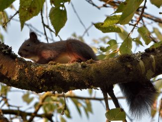 Zu den Glücksfunden im August 2017 zählt dieses Kirschbaumeichhörnchen (Foto: Martin Dühning).