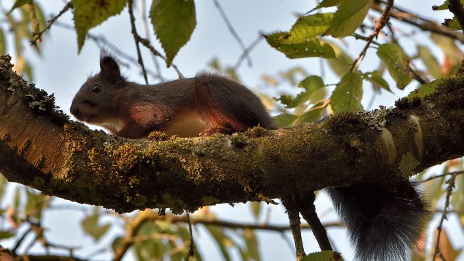 Zu den Glücksfunden im August 2017 zählt dieses Kirschbaumeichhörnchen (Foto: Martin Dühning).