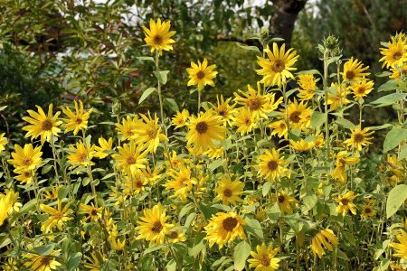 Die Sonnenblumen blühen inzwischen in großer Zahl (Foto: Martin Dühning).