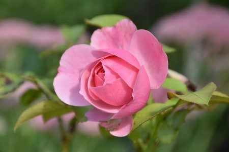 Auch die Systemadministratorenrose weilt wieder unter den Lebenden (Foto: Martin Dühning).