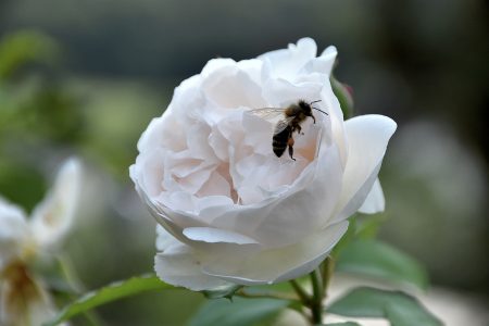 Bienen gibt es jetzt auch wieder im Niarts-Garten (Foto: Martin Dühning).