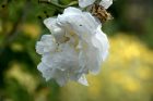 Die englischen Rosen sind wieder auferstanden - und blühen nun endlich in alter Pracht (Foto: Martin Dühning).