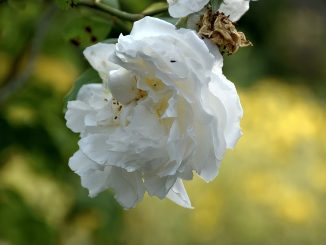 Die englischen Rosen sind wieder auferstanden - und blühen nun endlich in alter Pracht (Foto: Martin Dühning).