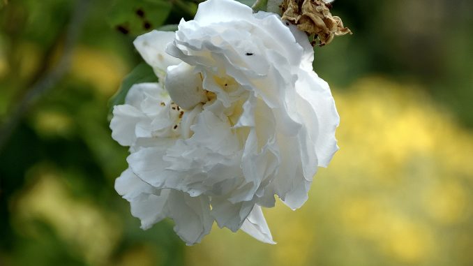 Die englischen Rosen sind wieder auferstanden - und blühen nun endlich in alter Pracht (Foto: Martin Dühning).