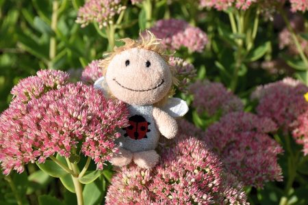 So manche Zwergfee freut sich am Blumenmeer (Foto: Martin Dühning).