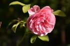 Eine wunderschöne Großmutterrose im Herbst 2017 (Foto: Martin Dühning)