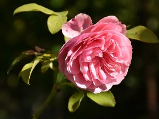 Eine wunderschöne Großmutterrose im Herbst 2017 (Foto: Martin Dühning)