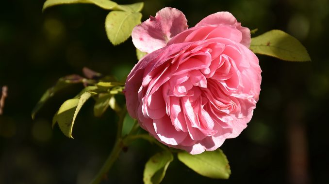 Eine wunderschöne Großmutterrose im Herbst 2017 (Foto: Martin Dühning)