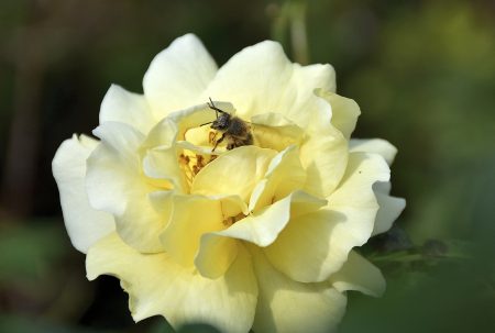 Goldene Rosen gibt es auch wieder (Foto: Martin Dühning).