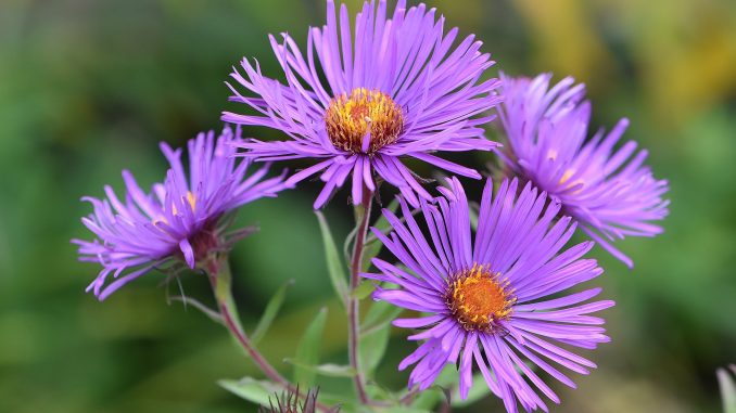 Herbstliche Astern im September 2017 (Foto: Martin Dühning)