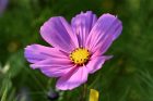 Eine Cosmeenblüte im goldenen Herbstlicht (Foto: Martin Dühning)