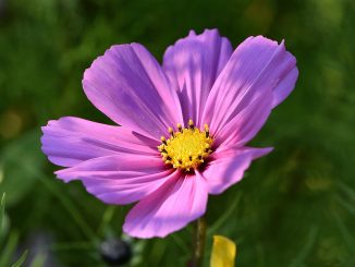 Eine Cosmeenblüte im goldenen Herbstlicht (Foto: Martin Dühning)