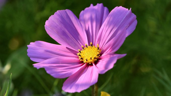 Eine Cosmeenblüte im goldenen Herbstlicht (Foto: Martin Dühning)