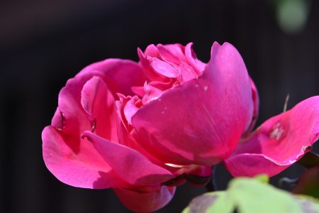 Auch Opas alte Rose blüht noch einmal (Foto: Martin Dühning).