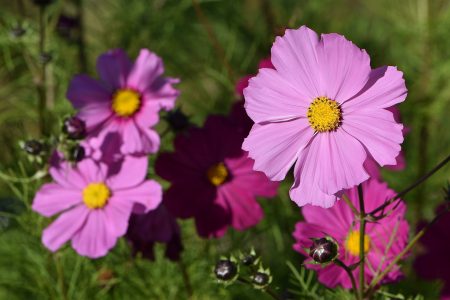 Die Cosmea im Garten blüht in Rot bis Weiß und vielen rosa Tönungen (Foto: Martin Dühning).