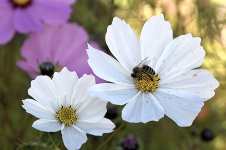 Weiße Cosmea mit Honigbienchen (Foto: Martin Dühning).