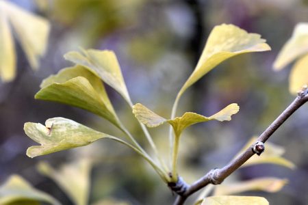 Angefrostetes Ginkgo-Laub (Foto: Martin Dühning)