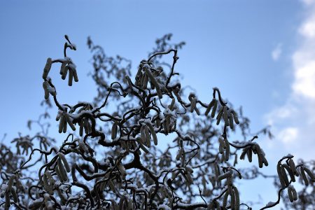 Schnee in den Haselzweigen Anfang März 2018 (Foto: Martin Dühning)