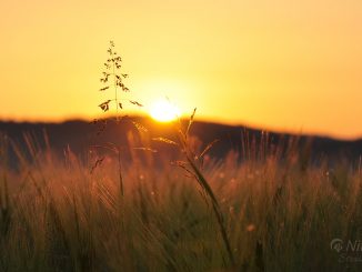 Mittsommerlicher Sonnenuntergang (Foto: Martin Dühning)