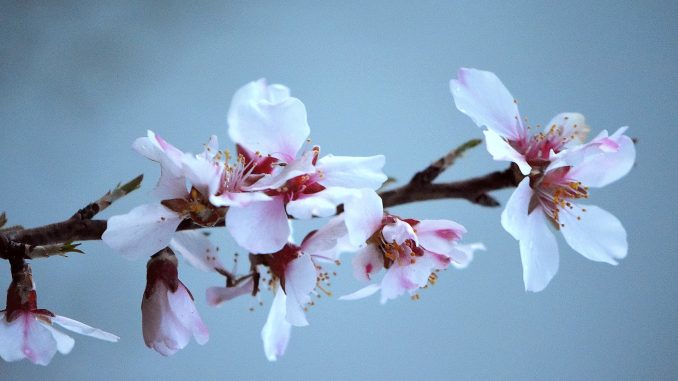 Mandelblütenzweig Anfang April 2018 (Foto: Martin Dühning)