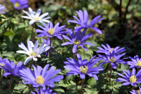 Blau blühen die Anemonen im heimischen Garten (Foto: Martin Dühning)