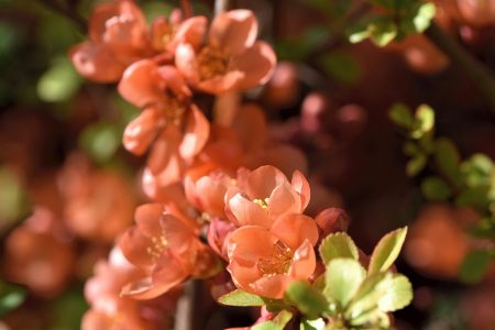 Zartrose prunkt die japanische Zierquittenblüte (Foto: Martin Dühning)