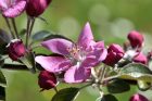 Rotäpfelchenblüte im April 2018 (Foto: Martin Dühning)