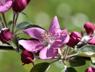 Rotäpfelchenblüte im April 2018 (Foto: Martin Dühning)