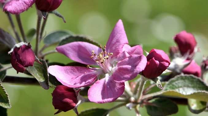 Rotäpfelchenblüte im April 2018 (Foto: Martin Dühning)