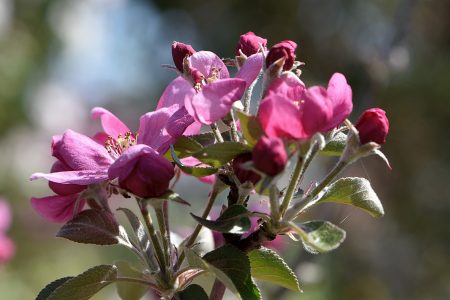 ... rotpurpur - die kleinen Rotapfelblüten (Foto: Martin Dühning)