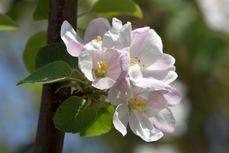 Apfelblüten blühen in weißrosa und ... (Foto: Martin Dühning)