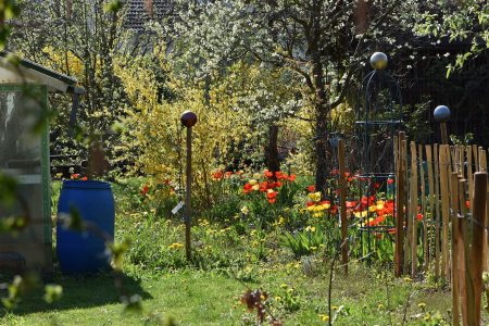 Der Garten ist ein Meer von Tulpen und Löwenzahn (Foto: Martin Dühning)