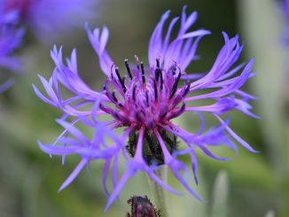 Blaue Berg-Flockenblume im Mai 2018 (Foto: Martin Dühning)