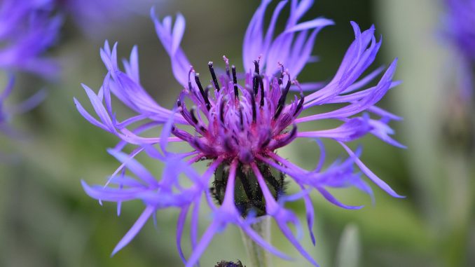 Blaue Berg-Flockenblume im Mai 2018 (Foto: Martin Dühning)