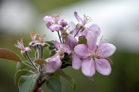 Ein paar letzte Apfelblüten - schon verblichen (Foto: Martin Dühning)