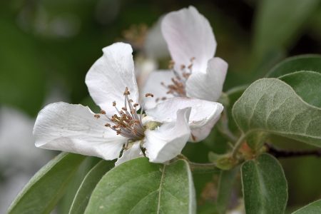 Viele, viele Quittenblüten lassen auf eine Ernte hoffen (Foto: Martin Dühning)