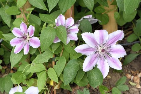 Es gibt die Clemathis aber auch in Weiß und Rosa (Foto: Martin Dühning)