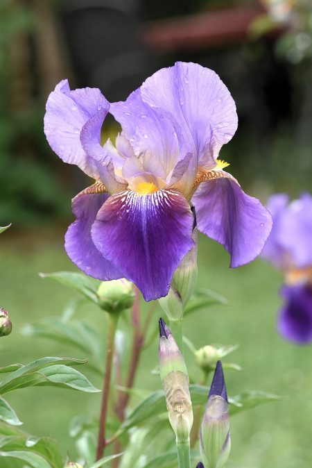 Eine Prunkvolle Iris im Garten (Foto: Martin Dühning)