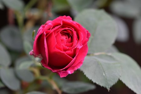 Opas alter Rosenbaum blüht auch 2018 wieder (Foto: Martin Dühning)