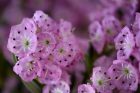 Rosige Berglorbeerblüten (Foto: Martin Dühning)