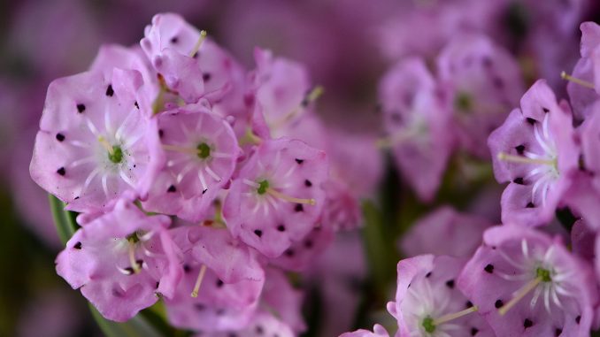 Rosige Berglorbeerblüten (Foto: Martin Dühning)