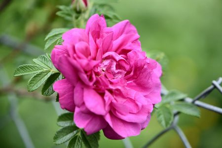 Wildrose nach dem Regen (Foto: Martin Dühning)