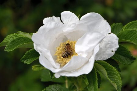 Ein Honigbienchen nascht aus einer weißen Wildrose (Foto: Martin Dühning).