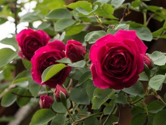 Auch 2018 sind Opas 50 Jahre alte Rosen wieder mit dabei (Foto: Martin Dühning).