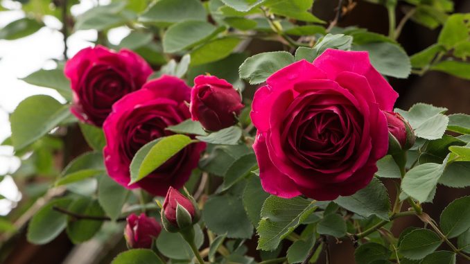 Auch 2018 sind Opas 50 Jahre alte Rosen wieder mit dabei (Foto: Martin Dühning).