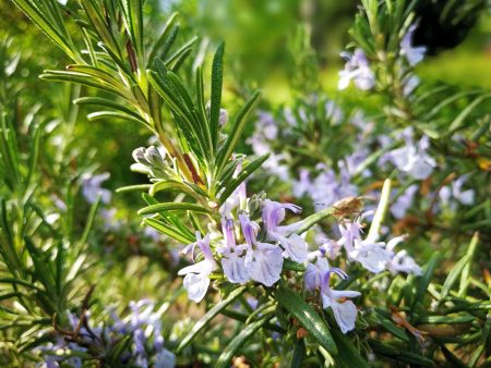 Rosmarinblüten im Mai 2018 (Foto: Martin Dühning)