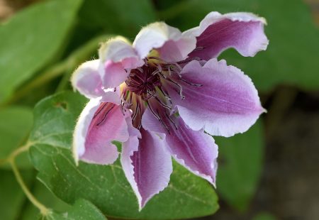 Eine der ersten neuen Clemathis-Blüten (Foto: Martin Dühning)