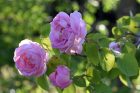 Englische Shakespeare-Rosen blühen in Altrosa, so prächtig wie selten zuvor. (Foto: Martin Dühning)