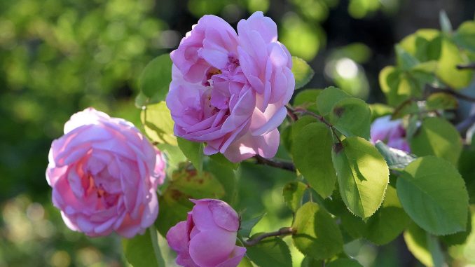 Englische Shakespeare-Rosen blühen in Altrosa, so prächtig wie selten zuvor. (Foto: Martin Dühning)