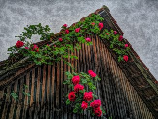 Opas Rosen an meines Urgroßvaters Schopf (Foto: Martin Dühning)